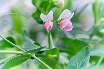 Pea plant flower