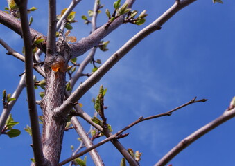 clean spring sky