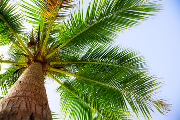 coconut palm