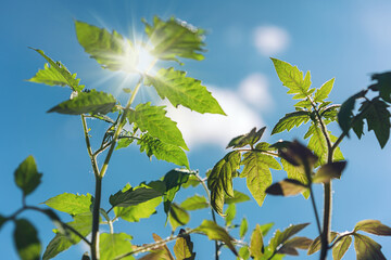 Green tomatoe leaves growing on garden bed against bright sunlight and clear blue sky with white cloud outdoor close up view