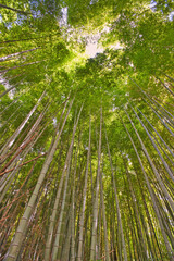 Obraz na płótnie Canvas Looking up through a canopy of tall bamboo trees