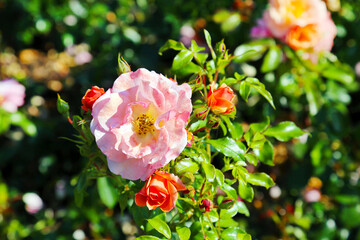 Old Blush Rose flowers are pink red yellow with beautiful fluffy petals on a background of bright greenery. Flora is the nature of the plant.