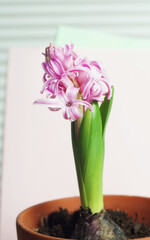 Blooming pink hyacinth