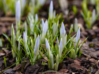 A group of blue and purple spring crocuses in the spring garden. Spring primroses in the garden. Cultivation of bulbous.