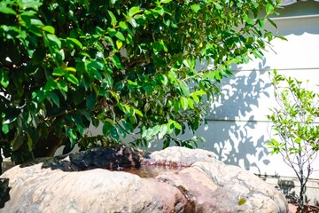 tree in a garden