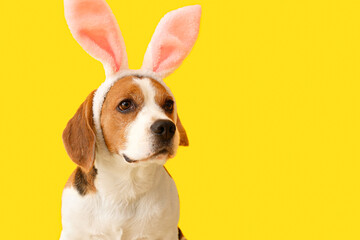 Funny Beagle dog with bunny ears on yellow background