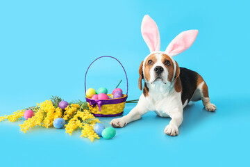 Funny Beagle dog with bunny ears, Easter eggs in basket and mimosa flowers on blue background