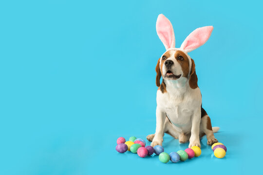 Funny Beagle dog with bunny ears and Easter eggs on blue background
