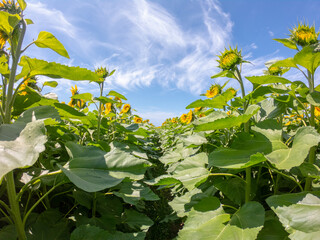 Large yellow sunflowers bloomed on a farm field in summer at Carreco, Viana do Castelo, Portugal....