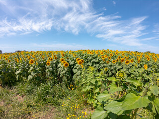 Fototapeta na wymiar Large yellow sunflowers bloomed on a farm field in summer at Carreco, Viana do Castelo, Portugal. Agricultural industry, production of sunflower oil and honey.