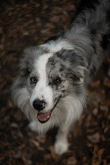 Border collie dog on a walk.