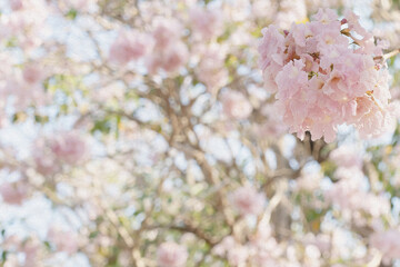 Oil painting pink Sakura flowers for background.