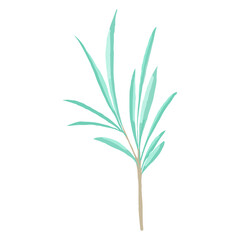 Hand drawn Vector watercolor eucalyptus branch. Decorative beautiful elegant green branches in flat style.