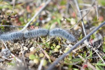 Orugas grises (procesionaria)