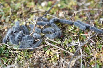 Orugas grises (procesionaria)