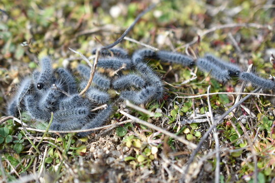 Orugas grises (procesionaria)