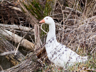 White goose in the wild