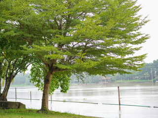 Big green tree on the riverside.