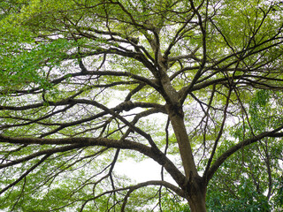  branch of big green tree in park 