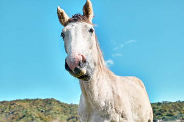 Fototapeta premium Closeup portrait of beautiful white horse with blue eye. White mare grazing grass in a pasture.
