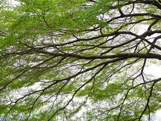  branch of big green tree in park 