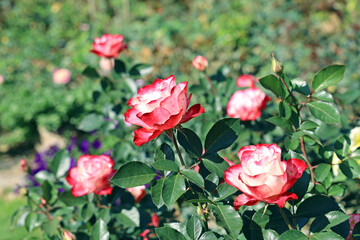 Pink roses with green leaves in natural garden.