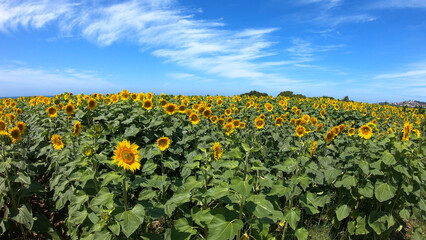 Fototapeta na wymiar Large yellow sunflowers bloomed on a farm field in summer at Carreco, Viana do Castelo, Portugal. Agricultural industry, production of sunflower oil and honey.