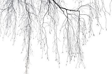 Birch branches without foliage, isolated on white background. Texture for creativity.	
