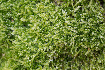 moss covered with hoar frost macro