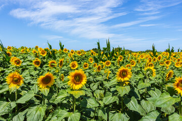 Large yellow sunflowers bloomed on a farm field in summer at Carreco, Viana do Castelo, Portugal....