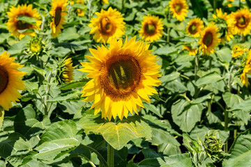 Large yellow sunflowers bloomed on a farm field in summer. The agricultural industry, production of sunflower oil, honey. Healthy ecology organic farming, nature background.