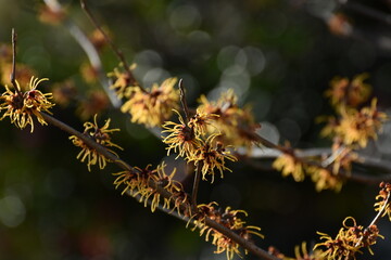 マンサクの花