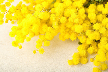 Beautiful mimosa branch on light background, closeup