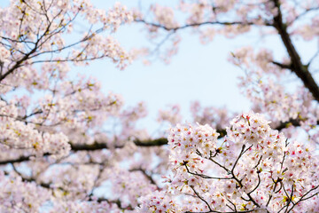 Obraz premium 桜 ソメイヨシノ