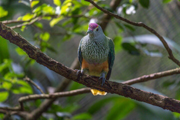 Attentive look of a rose-crowned Fruit-dove, Ptilinopus regina, also known as pink-capped or Swainson's fruit-dove, beautifully multi colored, perched on a tree branch.