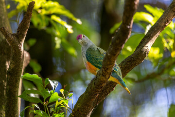 The inquisitive look of a rose-crowned Fruit-dove, Ptilinopus regina, also known as pink-capped or...