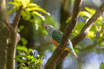 Rose-crowned Fruit-dove, Ptilinopus regina, also known as pink-capped or Swainson's fruit-dove, beautifully multi colored, perched on a tree branch in a sunny day, turning the neck to look at camera.