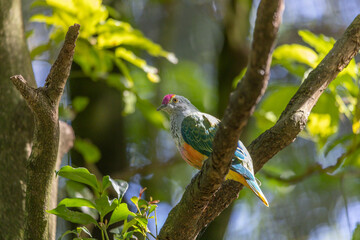 Rose-crowned Fruit-dove, Ptilinopus regina, also known as pink-capped or Swainson's fruit-dove, perched on a tree branch in a sunny day and looking at the camera.