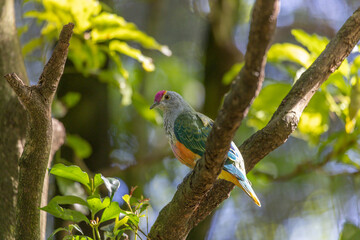 Rose-crowned Fruit-dove, Ptilinopus regina, also known as pink-capped or Swainson's fruit-dove, beautifully multi colored, perched on a tree branch in a sunny day and looking at the camera.