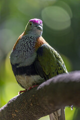Close-up of a male superb fruit-dove, Ptilinopus superbus, also known as purple-crowned fruit-dove, beautifully multi colored, perched on a tree branch, shown in a vertical portrait style.. 