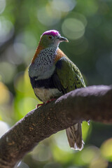 Male superb fruit-dove, Ptilinopus superbus, also known as purple-crowned fruit-dove, beautifully multi colored, perched on a tree branch, shown in a close-up vertical portrait style. 