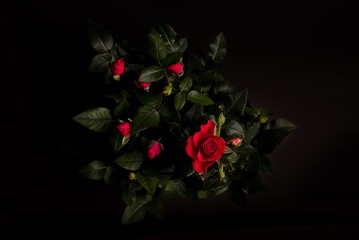 roses are blooming. Black background . Red roses on a black background.