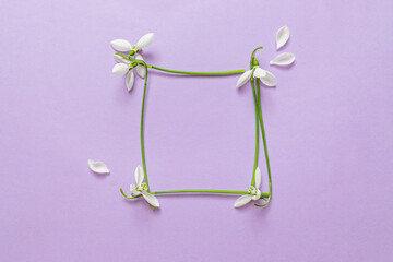 Beautiful white snowdrops flowers on color background. Spring minimal concept.