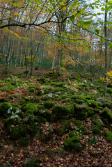 Fototapeta premium Autumn forest of contrasting reds, greens, oranges and greens