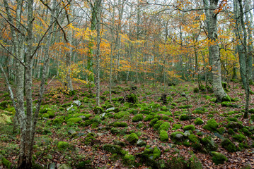 Obraz premium Autumn forest of contrasting reds, greens, oranges and greens