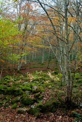 Fototapeta premium Autumn forest of contrasting reds, greens, oranges and greens