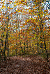 Autumn forest of contrasting reds, greens, oranges and greens