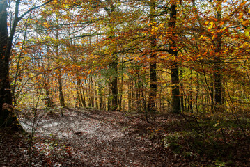 Autumn forest of contrasting reds, greens, oranges and greens