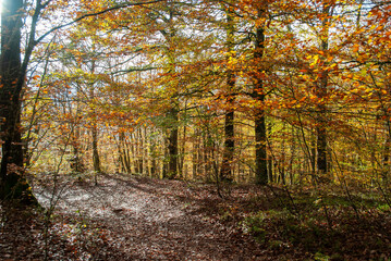 Autumn forest of contrasting reds, greens, oranges and greens