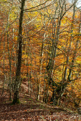 Autumn forest of contrasting reds, greens, oranges and greens